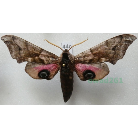 Smerinthus ocellata (Linnaeus, 1758) Poland44n